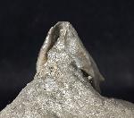 Athleta ficulina rarispina (LAMARCK 1811) - Bild © FossNet FossilienStore